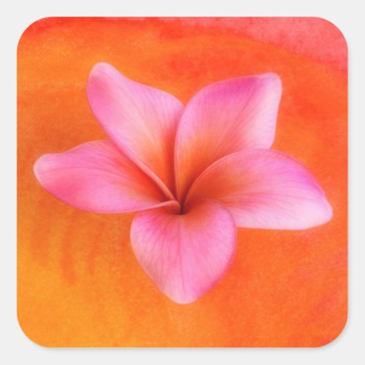 Sticker Carré Plumeria Frangipani Hawaii Flower Customized Blank (Devant)