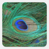 Sticker Carré Plumes de paon bleu indien (Devant)