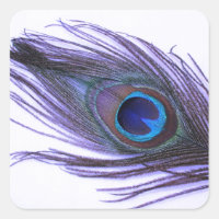 Plumes de paon violet