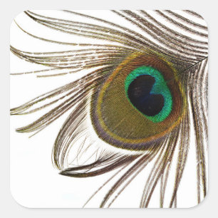 Sticker Carré Plumes de paquetage