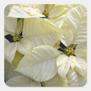 Sticker Carré Poinsettia blanc