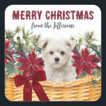 Sticker Carré Poinsettia Maltese Puppy Christmas Pasket<br><div class="desc">Ce joli sticker de correspondance ou de cadeau de vacances a l'image d'un panier de fleurs de poinsettia rouges, de fleurs blanches, de baies rouges et de sprigs de pignons de pin. Au milieu se trouve un adorable chiot maltais. En haut se trouve le texte rouge qui dit MERRY CHRISTMAS,...</div>