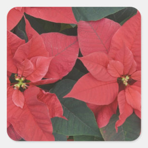 Sticker Carré Poinsettia rouge détail (Euphorbia pulcherrima)
