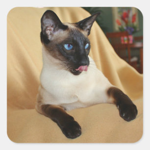 Sticker Carré Point de sceau comique Siamese Chat Lick It's Nez