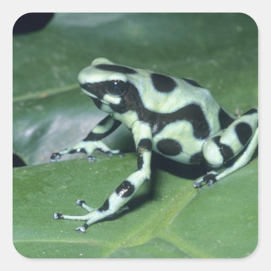 Sticker Carré Poison Dart Frog, (Dendrobates auratus) Cahuita (Devant)