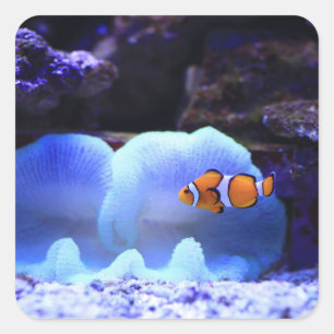 Sticker Carré Poisson