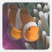Sticker Carré Poisson clown occidental (Devant)
