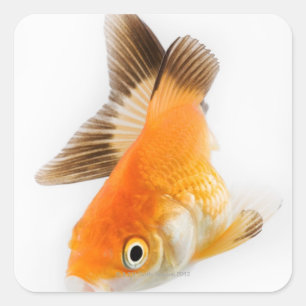 Sticker Carré Poisson d'or (Carassius auratus)