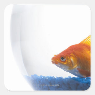 Sticker Carré Poisson d'or dans un bol sur un arrière - plan bl