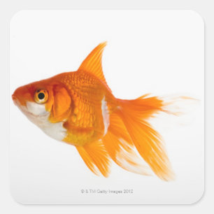 Sticker Carré Poisson d'or, vue latérale