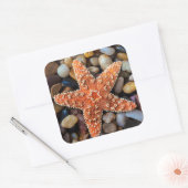 Sticker Carré Poisson-étoile sur rochers (Enveloppe)