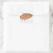 Sticker Carré Poisson-perche (Puntius conchonius) (Sac)
