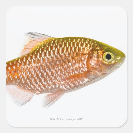 Sticker Carré Poisson-perche (Puntius conchonius) (Devant)