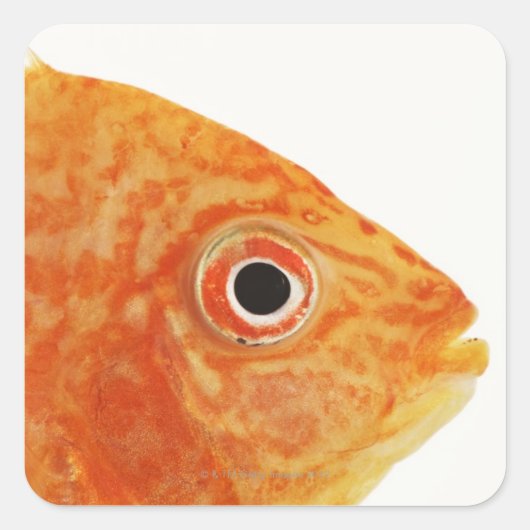 Sticker Carré Poisson Red Deacon (Devant)