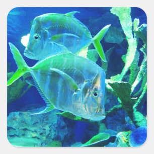 Sticker Carré Poisson tropical, bleu et vert,