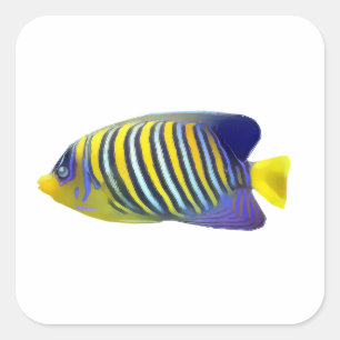 Sticker Carré Poissons tropicaux de rayure jaune et bleue
