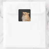 Sticker Carré Poméranian looking up on black (Sac)