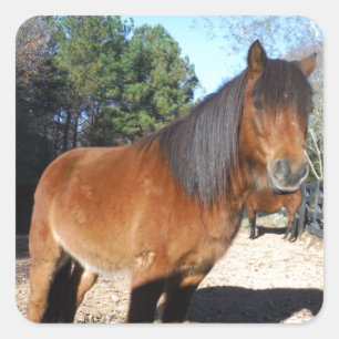 Sticker Carré Poney brun ciel turquoise