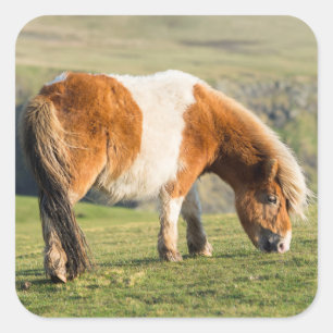 Sticker Carré Poney Shetland dans un pâturage près de hautes fal