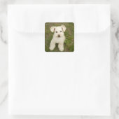Sticker Carré Poodle (blanc) (Sac)