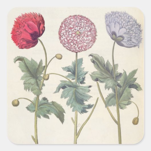Sticker Carré Poppies : 1. Papaver multiplex albumoris rubicundi (Devant)
