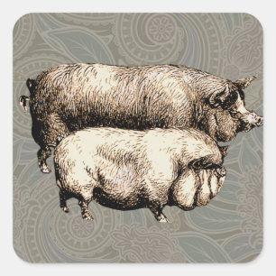 Sticker Carré Porc de Ferme Vintage Antiquités de Bétail de Camp