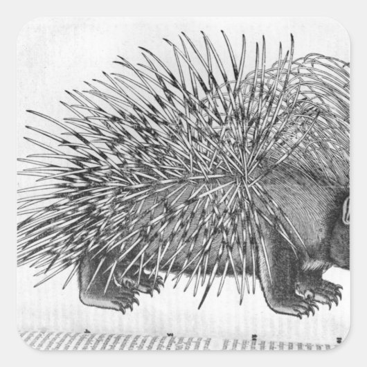 Sticker Carré Porcupine, de "Historia Animalium" (Devant)