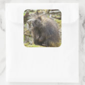 Sticker Carré Porcupine déterminé (Sac)