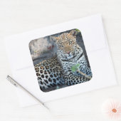 Sticker Carré Porsitting de Close up leopard (Enveloppe)