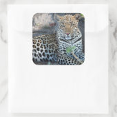 Sticker Carré Porsitting de Close up leopard (Sac)