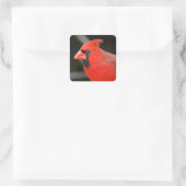 Sticker Carré Portrait cardinal - Oiseau (Sac)