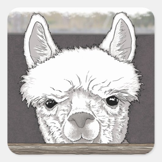 Sticker Carré Portrait d'Alpaca (Devant)