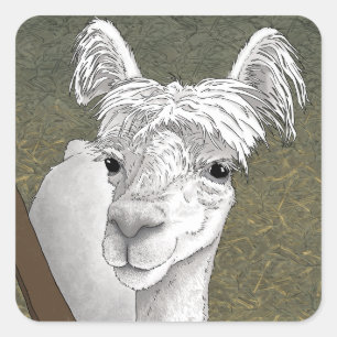 Sticker Carré Portrait d'alpaca 2