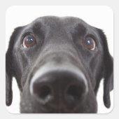 Sticker Carré Portrait de fermeture Black Labrador (Devant)