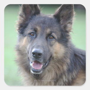 Sticker Carré Portrait de German Sheppard