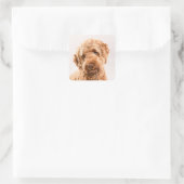 Sticker Carré Portrait de Goldendoodle Studio (Sac)