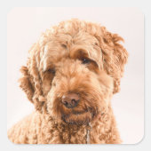 Sticker Carré Portrait de Goldendoodle Studio (Devant)