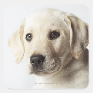 Sticker Carré Portrait de la marionnette blonde Labrador Retriev