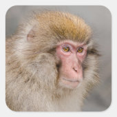 Sticker Carré Portrait de Macaque Brun (Devant)