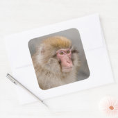 Sticker Carré Portrait de Macaque Brun (Enveloppe)