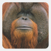 Portrait de mâle orang-outan, Géorgie, États-Unis