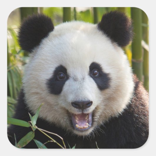 Sticker Carré Portrait de Panda Souriant (Devant)