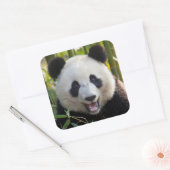 Sticker Carré Portrait de Panda Souriant (Enveloppe)
