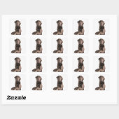 Sticker Carré Portrait de studio de chocolat Labrador (Feuille)
