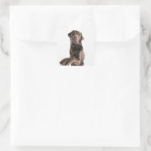 Sticker Carré Portrait de studio de chocolat Labrador (Sac)
