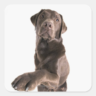 Sticker Carré Portrait de studio de chocolat Labrador