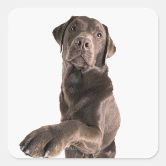Sticker Carré Portrait de studio de chocolat Labrador (Devant)