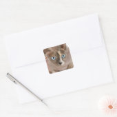 Sticker Carré Portrait de studio de Sphynx cat (Enveloppe)