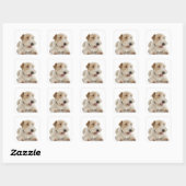 Sticker Carré Portrait de studio du chiot Wheaten terrier (Feuille)