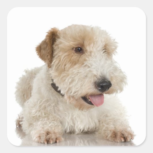Sticker Carré Portrait de studio du chiot Wheaten terrier (Devant)